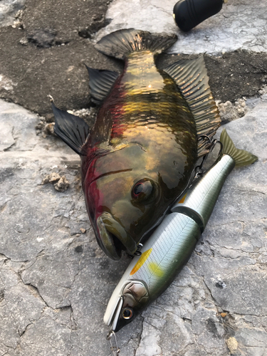 ティラピアの釣果