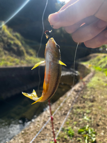 カワムツの釣果