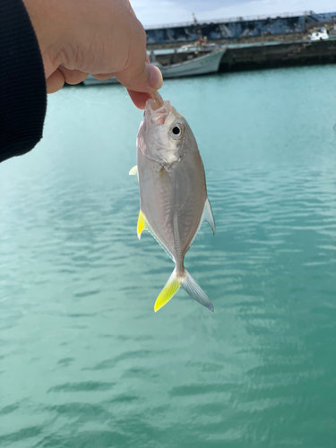 コトヒキの釣果