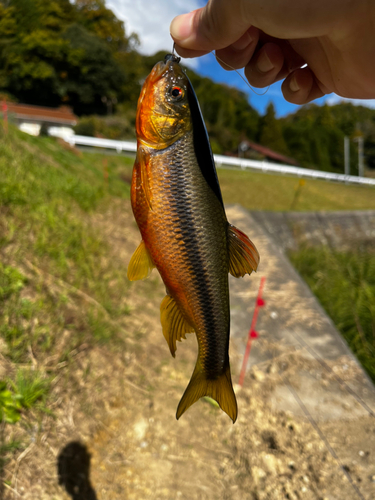 カワムツの釣果