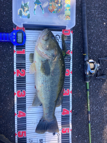 ブラックバスの釣果