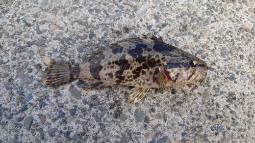 タケノコメバルの釣果