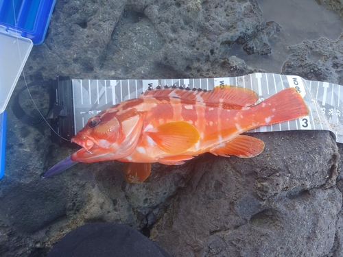 アカハタの釣果