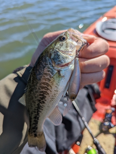 ブラックバスの釣果