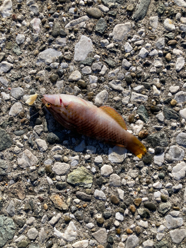 アカササノハベラの釣果