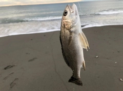 イシモチの釣果