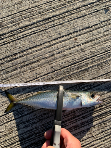 サバの釣果