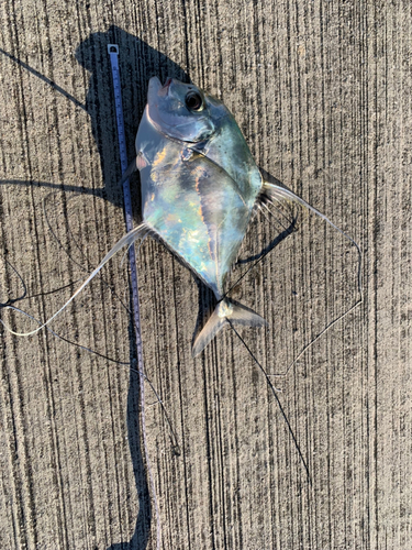 イトヒキアジの釣果