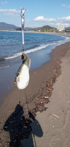 フグの釣果