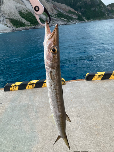 タイワンカマスの釣果