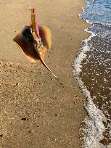 アカエイの釣果