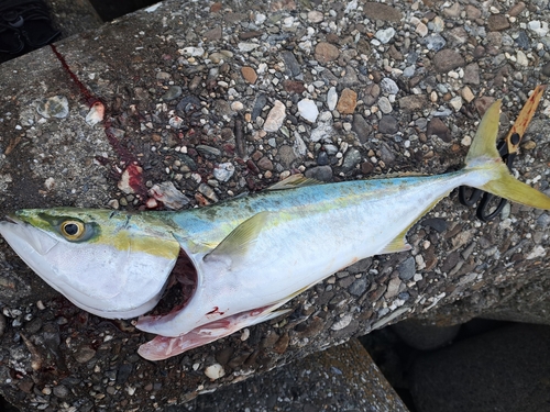 メジロの釣果