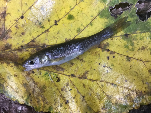 タカハヤの釣果