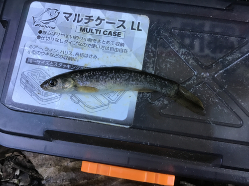 タカハヤの釣果