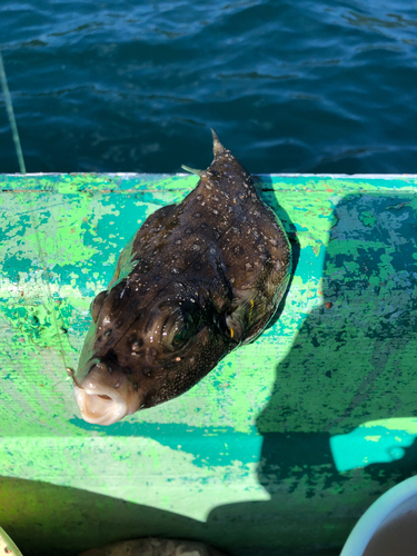 フグの釣果