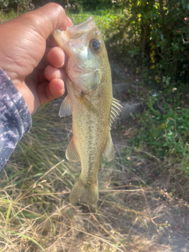 ナマズの釣果