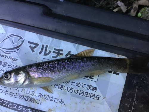 タカハヤの釣果