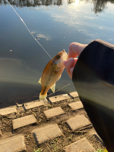 ラージマウスバスの釣果