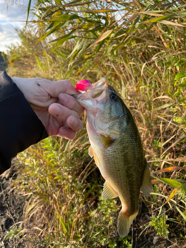 ラージマウスバスの釣果