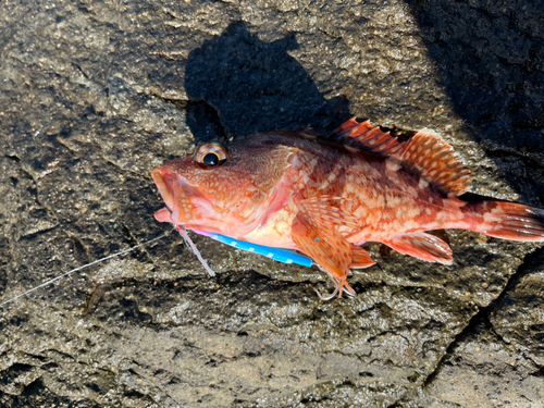 カサゴの釣果