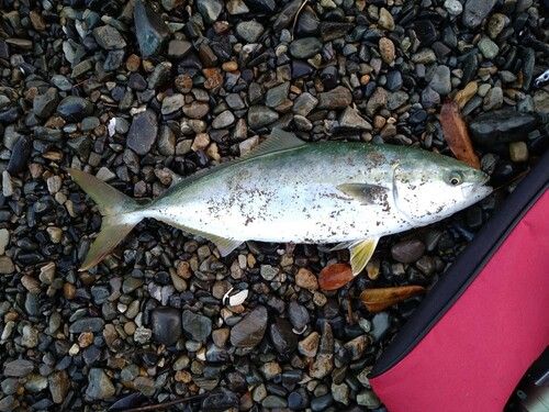 ハマチの釣果