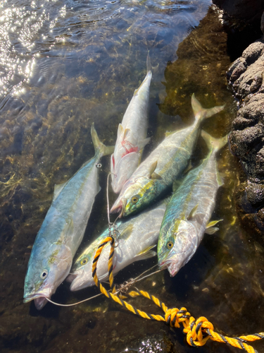 ハマチの釣果