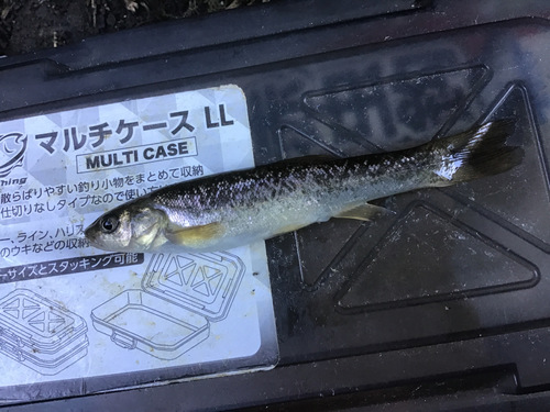 タカハヤの釣果