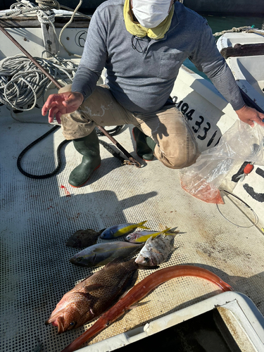 オオモンハタの釣果