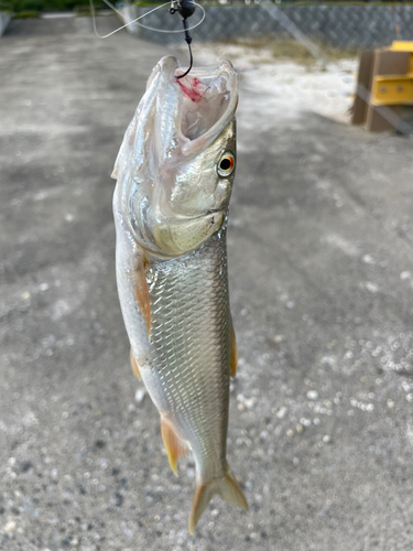 ハスの釣果