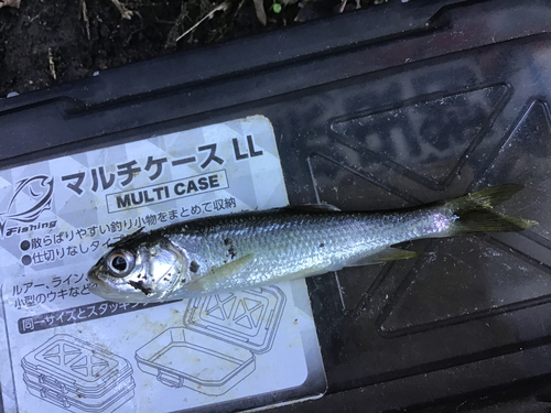 カワムツの釣果