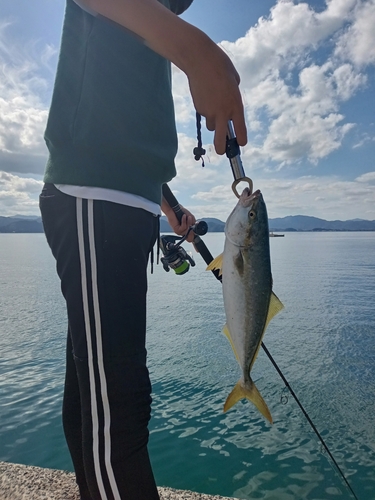 ヤズの釣果