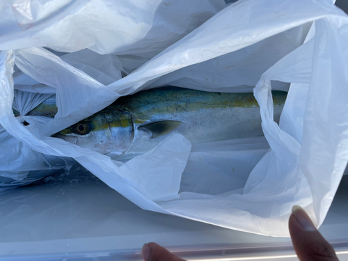 ハマチの釣果