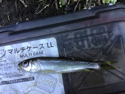 カワムツの釣果