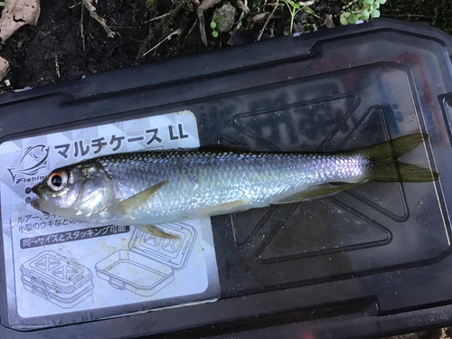 カワムツの釣果