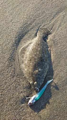 ソゲの釣果