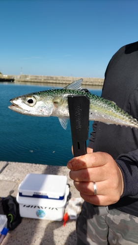 サバの釣果