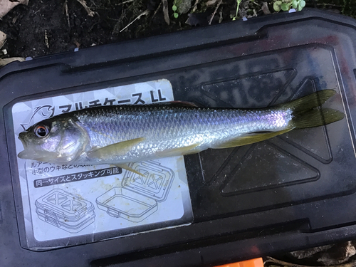 カワムツの釣果