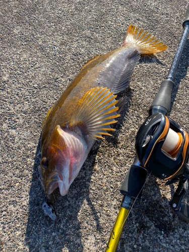 アイナメの釣果