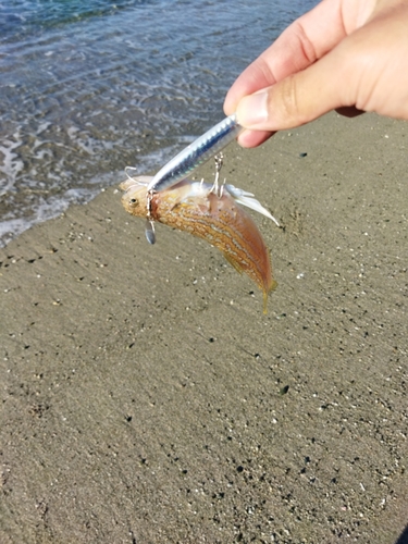 エソの釣果