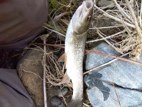 ウグイの釣果