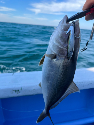 ショゴの釣果