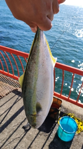 ハマチの釣果