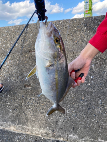 ショゴの釣果