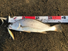 イシモチの釣果