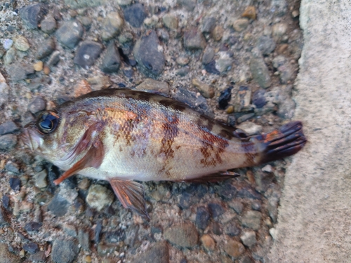 アカメバルの釣果