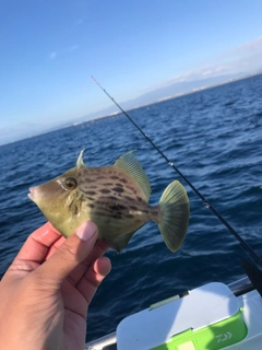 カワハギの釣果