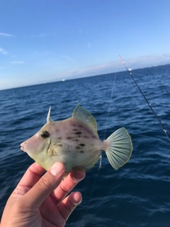 カワハギの釣果