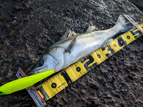 シーバスの釣果