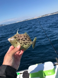 カワハギの釣果