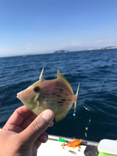 カワハギの釣果